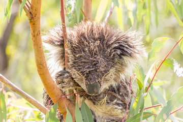 Natte koala die in een boom slaapt