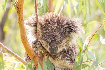 Tuinposter Koala Natte koala die in een boom slaapt