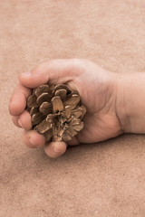 Pine cone in hand on a brown background
