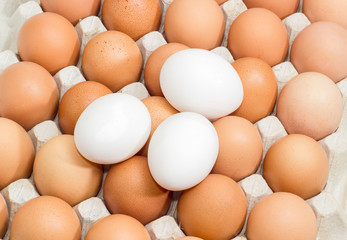 Brown and white eggs in the cardboard egg tray closeup