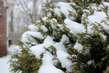 Snow drapes over bush