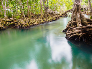 Green water lakes river waterfall with root tree at Tha Pom Klong Song Nam, Krabi, Thailand