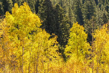 Fototapeta premium Aspen trees changing color against a backdrop of green pine trees