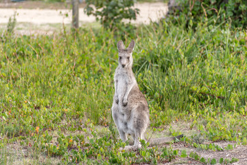 Lone Kangaroo