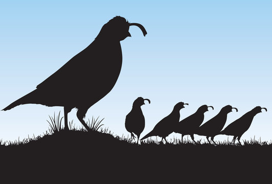 black quail silhouettes on grass clip art preview