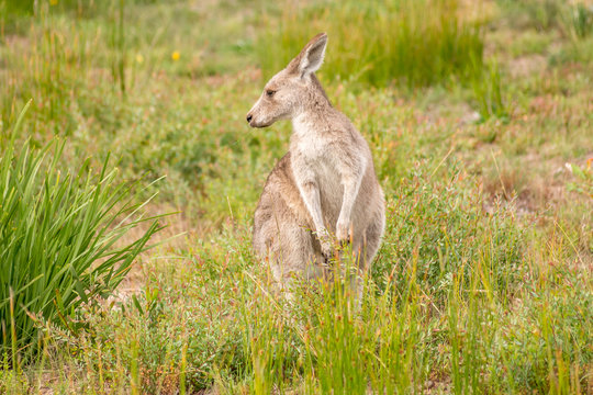 Kangaroo looking to the right