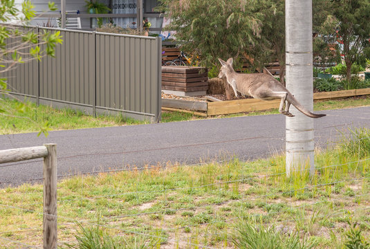 Kangaroo Jumping fence