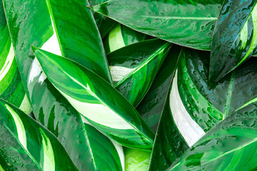 Plakat Wet Fresh tropical Green leaves background