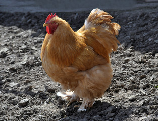Purebred red cock on home similitude peasant yard