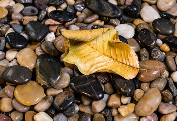 A decomposing Guava leaf from a tree fallen on river rocks