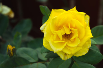 Closeup of Yellow rose with blurred background in garden at house.