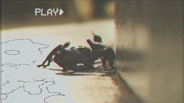 Fake VHS shot: a flickering montage of scary Halloween horror clips; a skull, a statue of Christ on the cross, flames, a spider, a scorpion, a bewitched doll.
