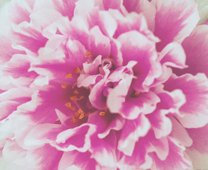 Close up Pink Flower, Vintage and Retro