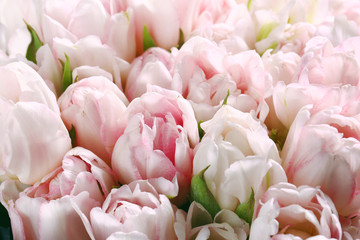 Obraz premium Beautiful pink tulips. Spring flowers. Flowers background
