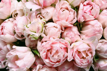 Beautiful pink  tulips. Spring flowers. Flowers background