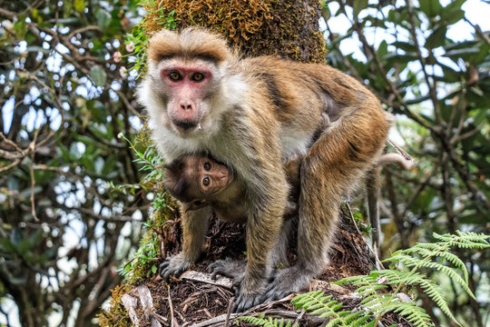 Sri-Lankan toque macaque