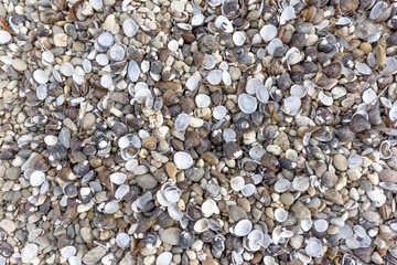 Muscheln am Flussufer als Hintergrund
