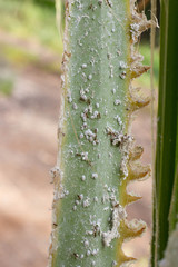 Palm leaves densely covered with scale insects. Mealy mealybug.