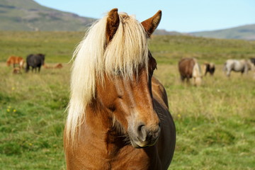 Obraz premium Islandpferd auf Weide
