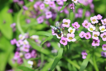 Background of pink flowers alissum and fly 8218