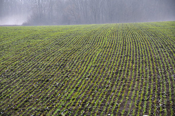 On the stairs of winter wheat at the beginning of winter