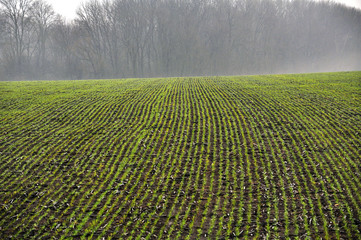 On the stairs of winter wheat at the beginning of winter