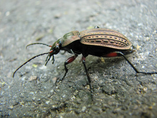 Carabus cancellatus (copper), super macro mode