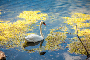 Fototapeta premium Adult swan swimming at pond