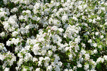 apple blossom in orchard