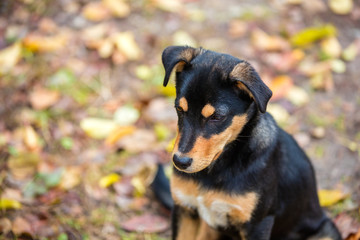 Dog sitting on the fallen leaves outdoor in autumn