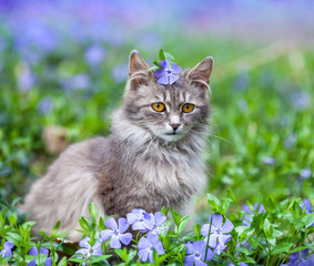 Cute siberian cat lying on the periwinkle lawn with flower on the head.