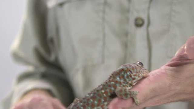 Tokay Gecko held in hand 