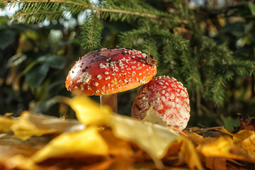 Amanitas under fir branches on the background of maple leaves