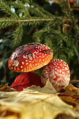 Amanitas under fir branches on the background of maple leaves