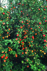 Plenty of fruit on the Apple tree at full frame