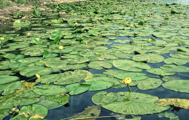 beautiful water lilies bloom in the lake