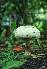 White mushroom amanita close up in summer
