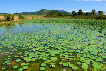 countryside on summer day, wide lotus pond