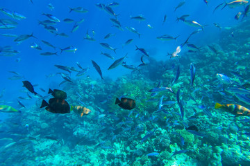 red sea underwater coral reef