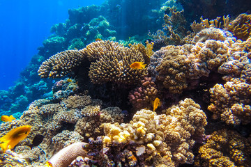 Fototapeta na wymiar red sea underwater coral reef