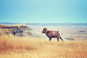 Obraz premium Color toned Bighorn Sheep with large curving horns in Badlands National Park, South Dakota, USA.