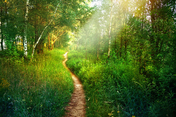 Sentier de randonnée dans la forêt de feuillus au printemps en été au soleil du matin. Jeunes arbres verts luxuriants dans la forêt.