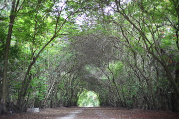 the route and tree tunnel