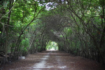 Fototapeta premium the route and tree tunnel
