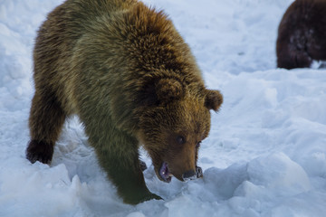 Obraz premium brown bear in the reserve