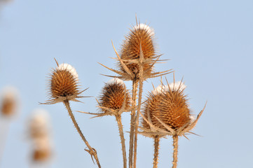 Teasel in nature, Teasel flower in bloom in a closeup