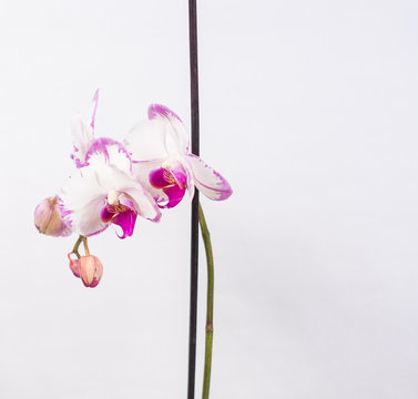orchid