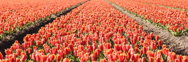Poster de jardin Tulipe Tulips in a flower field