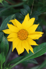flower top petal
