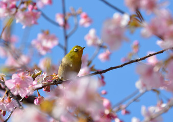Japanese white-eye bird (Zosterops japonicus) and cherry blossoms